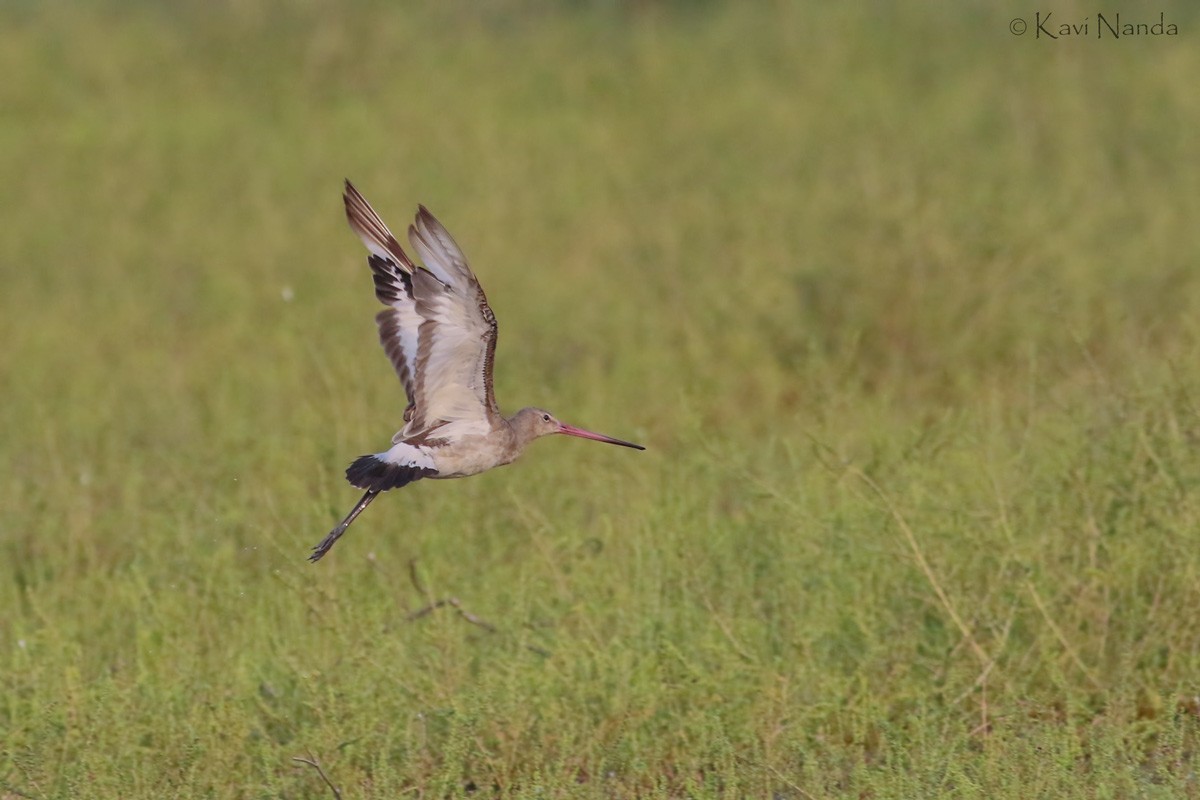 Black-tailed Godwit - Kavi Nanda