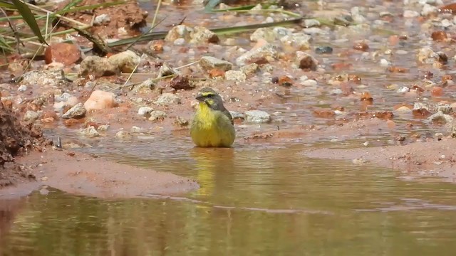 Yellow-fronted Canary - ML298570131