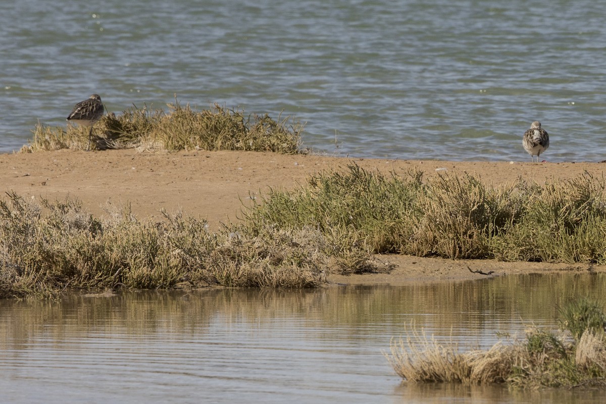 Ebird Checklist - 16 Jan 2021 - El Gouna   الجونة--abydos Marina 