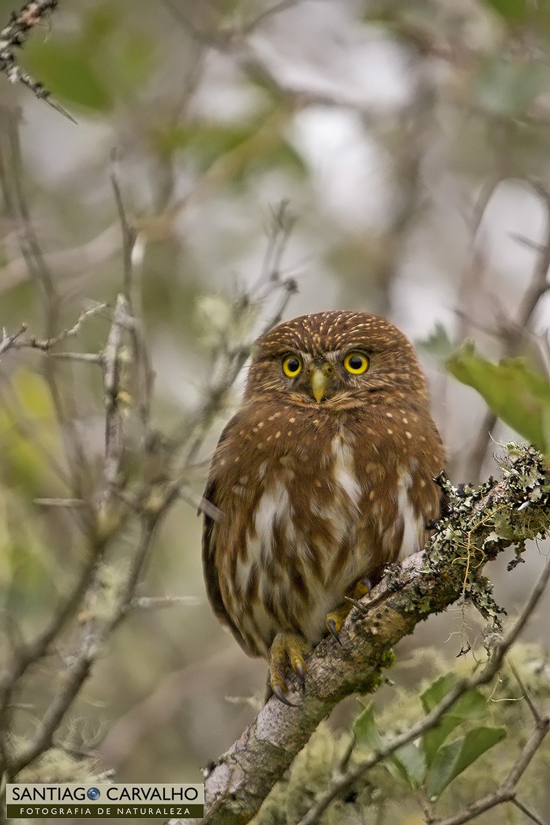 Ferruginous Pygmy-Owl - ML29857841