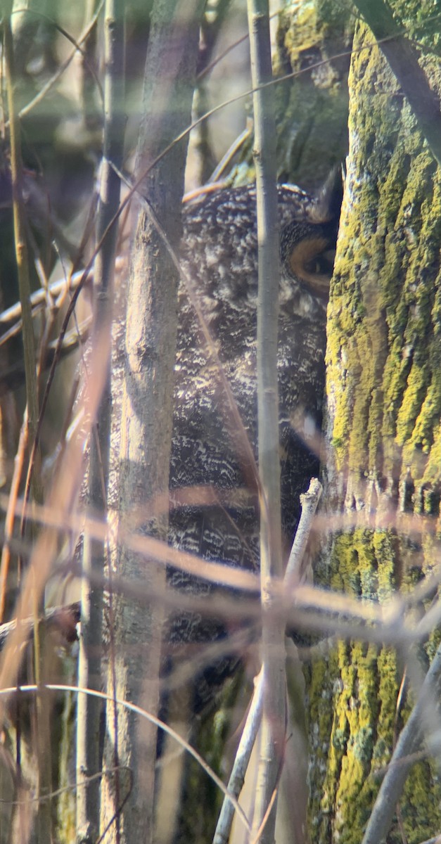 Long-eared Owl - ML298582881