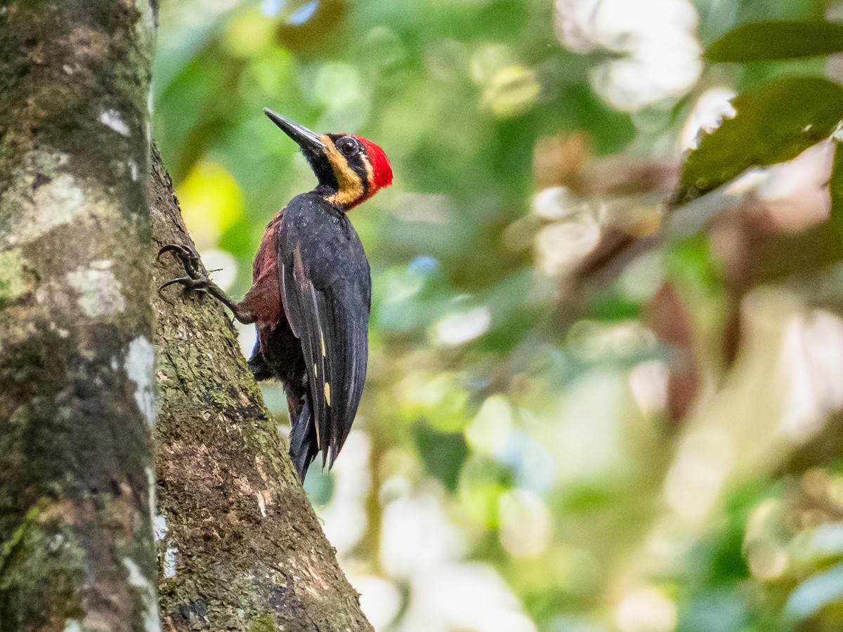 Crimson-bellied Woodpecker - Chris Fischer