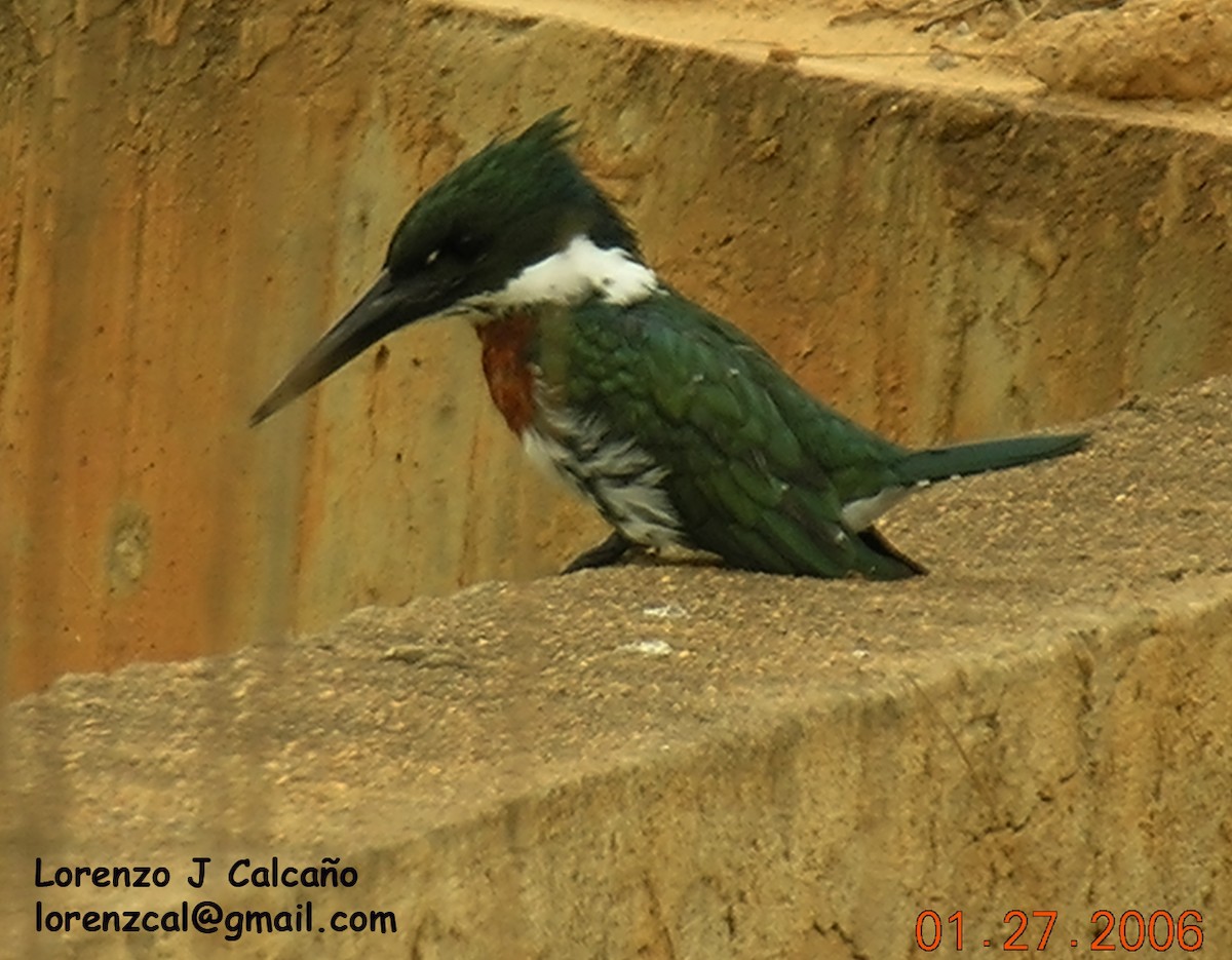 Amazon Kingfisher - Lorenzo Calcaño