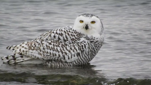 Snowy Owl - ML298587651