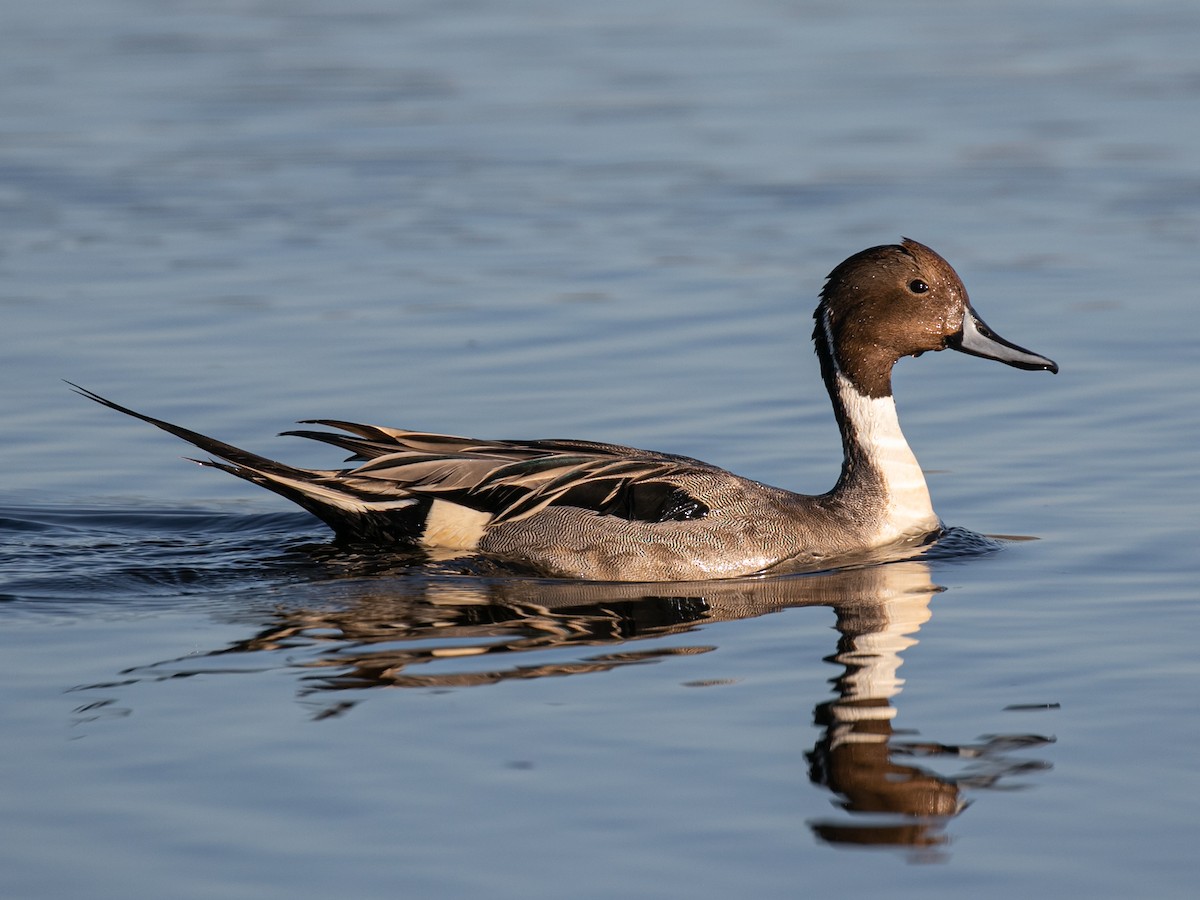 Northern Pintail - Spencer Seale