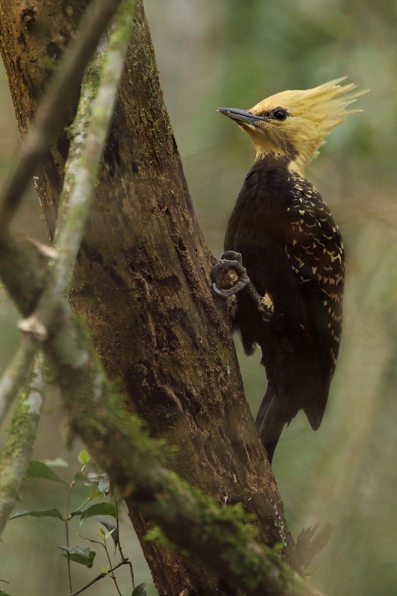 Blond-crested Woodpecker - ML29859341