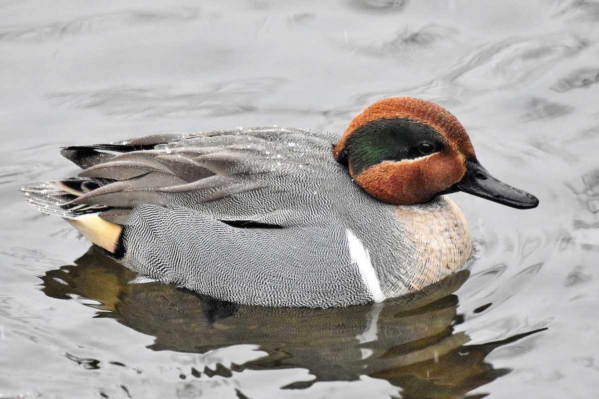 Green-winged Teal - Francois Cloutier