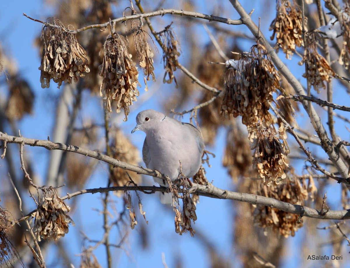 Eurasian Collared-Dove - Fanis Theofanopoulos (ASalafa Deri)