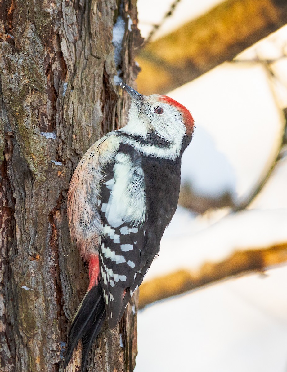 Middle Spotted Woodpecker - ML298598061