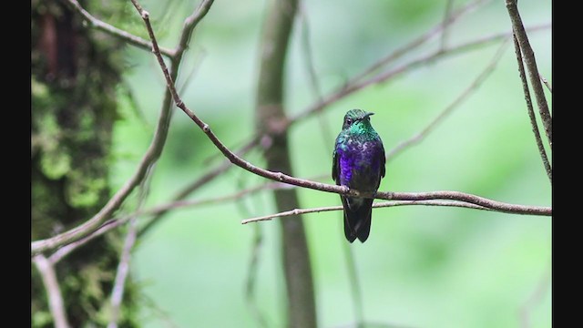 kolibřík nymfový - ML298598831