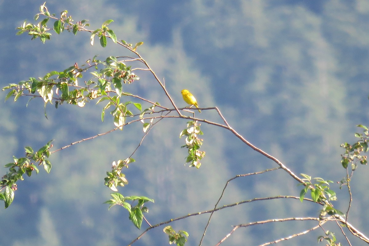 Yellow Warbler - ML29859991