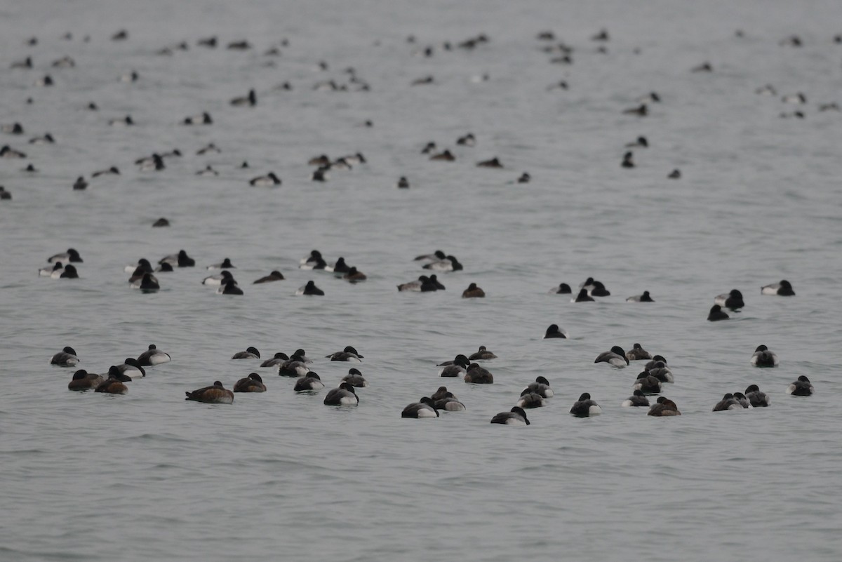 Greater Scaup - ML298602541