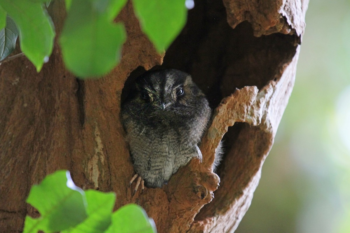 Australian Owlet-nightjar - olivia graves