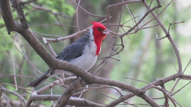 Red-crested Cardinal - ML298608381