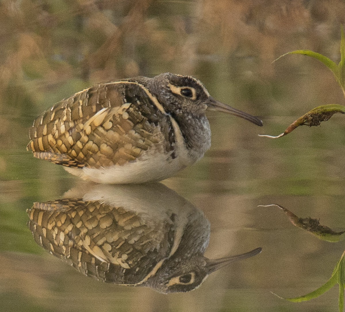 Greater Painted-Snipe - ML298612061