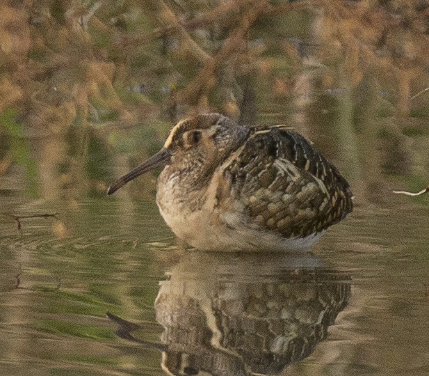 Greater Painted-Snipe - ML298612121