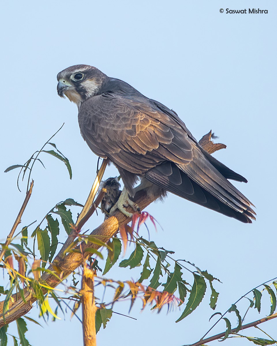 Laggar Falcon - Saswat Mishra