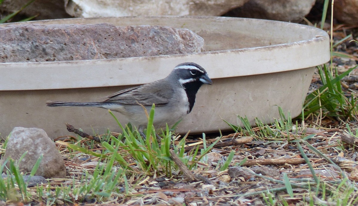 Black-throated Sparrow - ML29861461