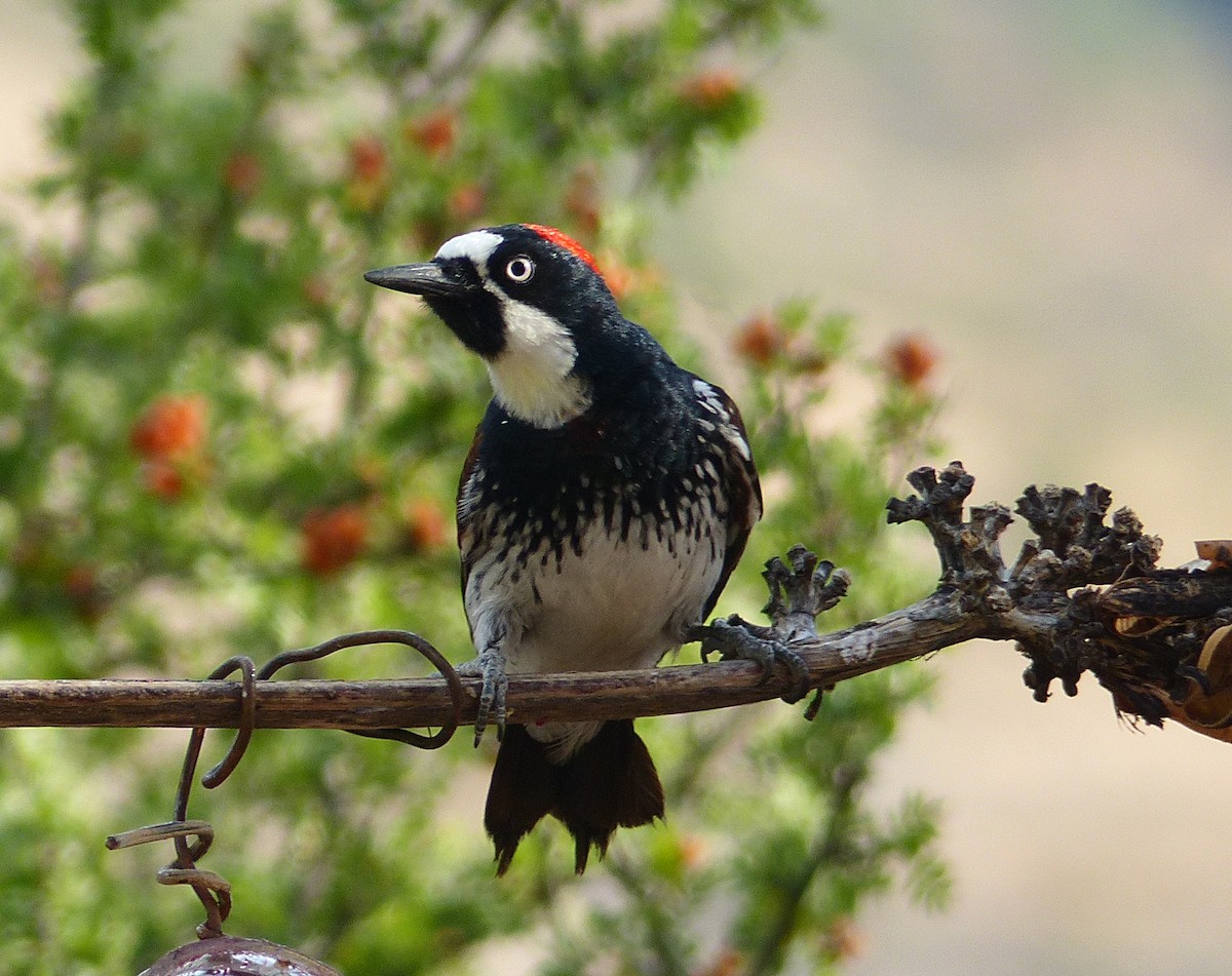 Acorn Woodpecker - David Zittin