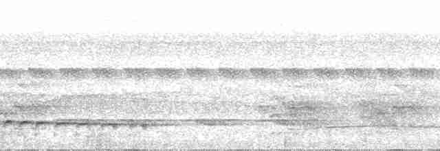 Graubrust-Ameisendrossel - ML29862