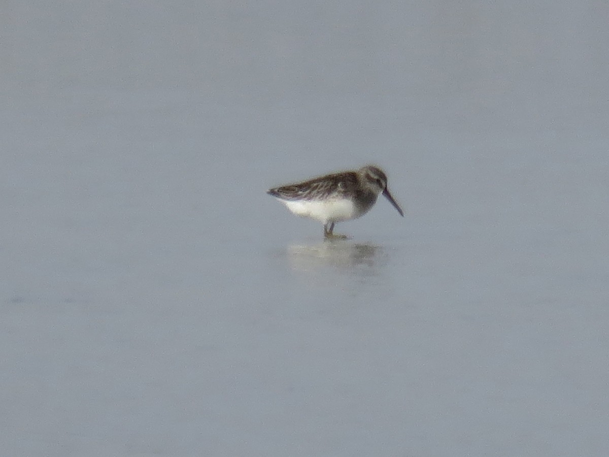 Broad-billed Sandpiper - Anonymous