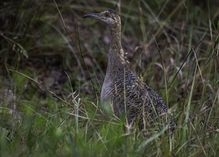 Red-winged Tinamou, ML298644881
