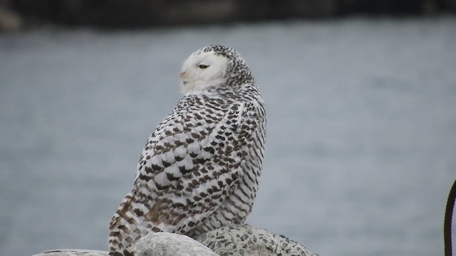 Snowy Owl - ML298650651