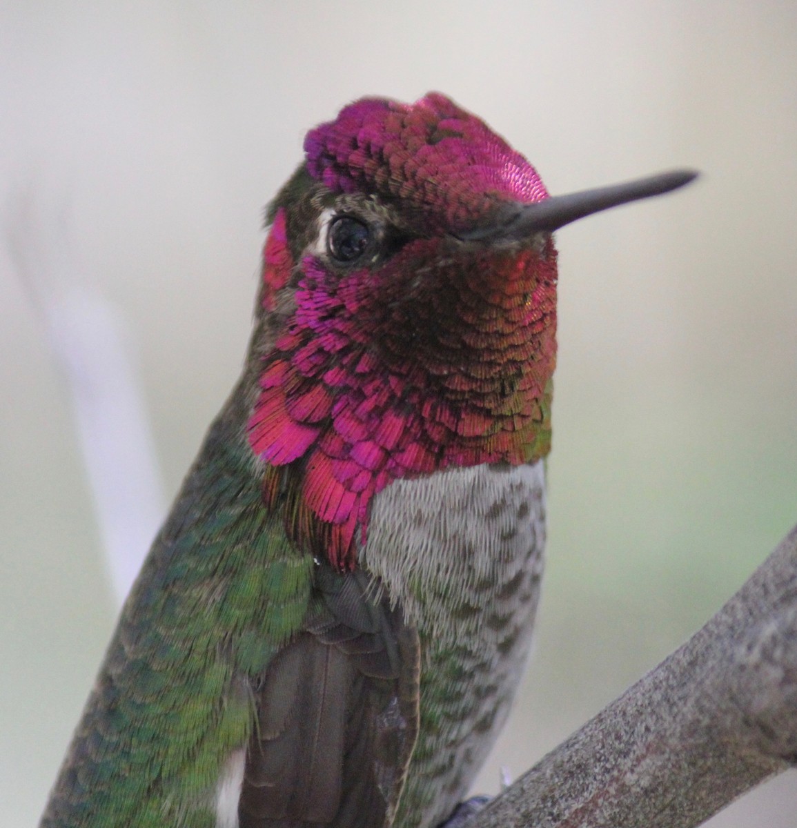 hummingbird sp. - ML29865631