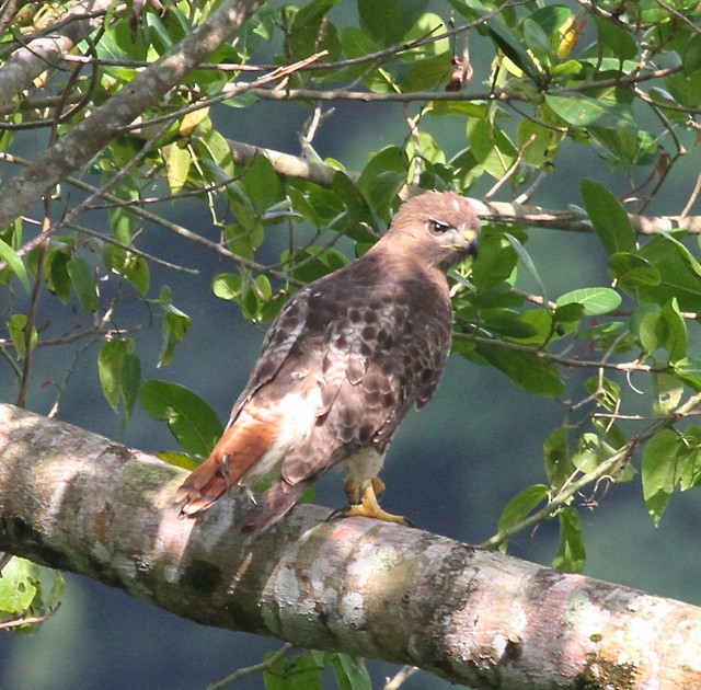 Red-tailed Hawk (jamaicensis) - ML29865701