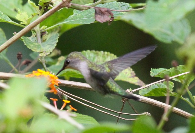 Vervain Hummingbird - ML29865901