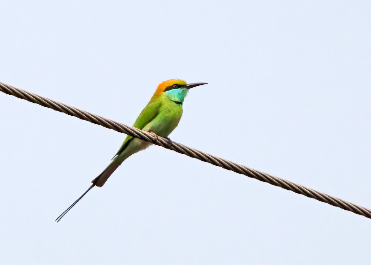 Asian Green Bee-eater - Sue&Gary Milks