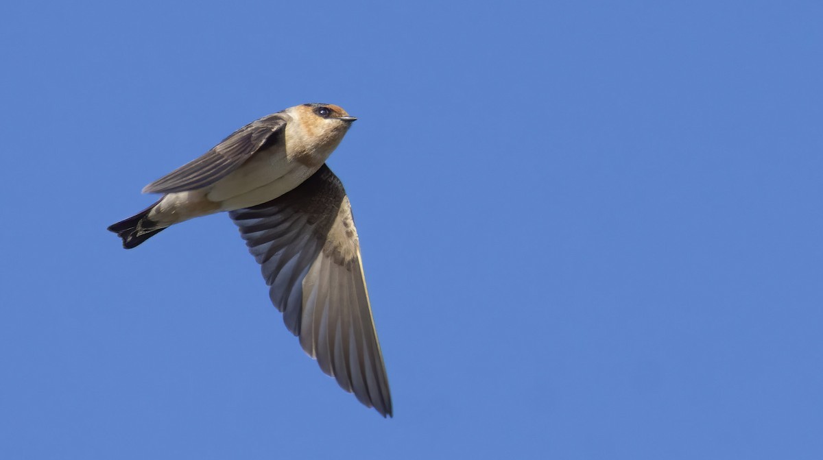 Cave Swallow - ML298670681