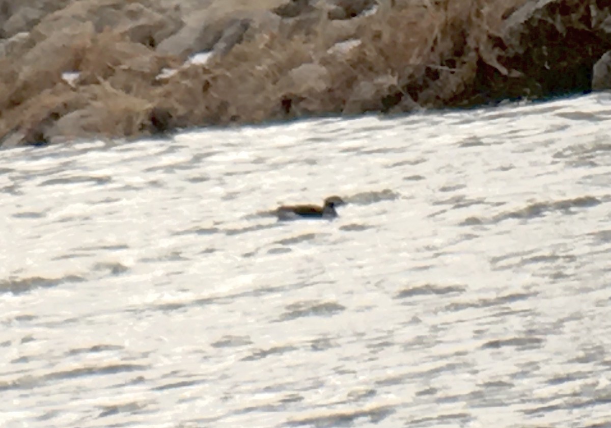 Long-tailed Duck - ML298671851