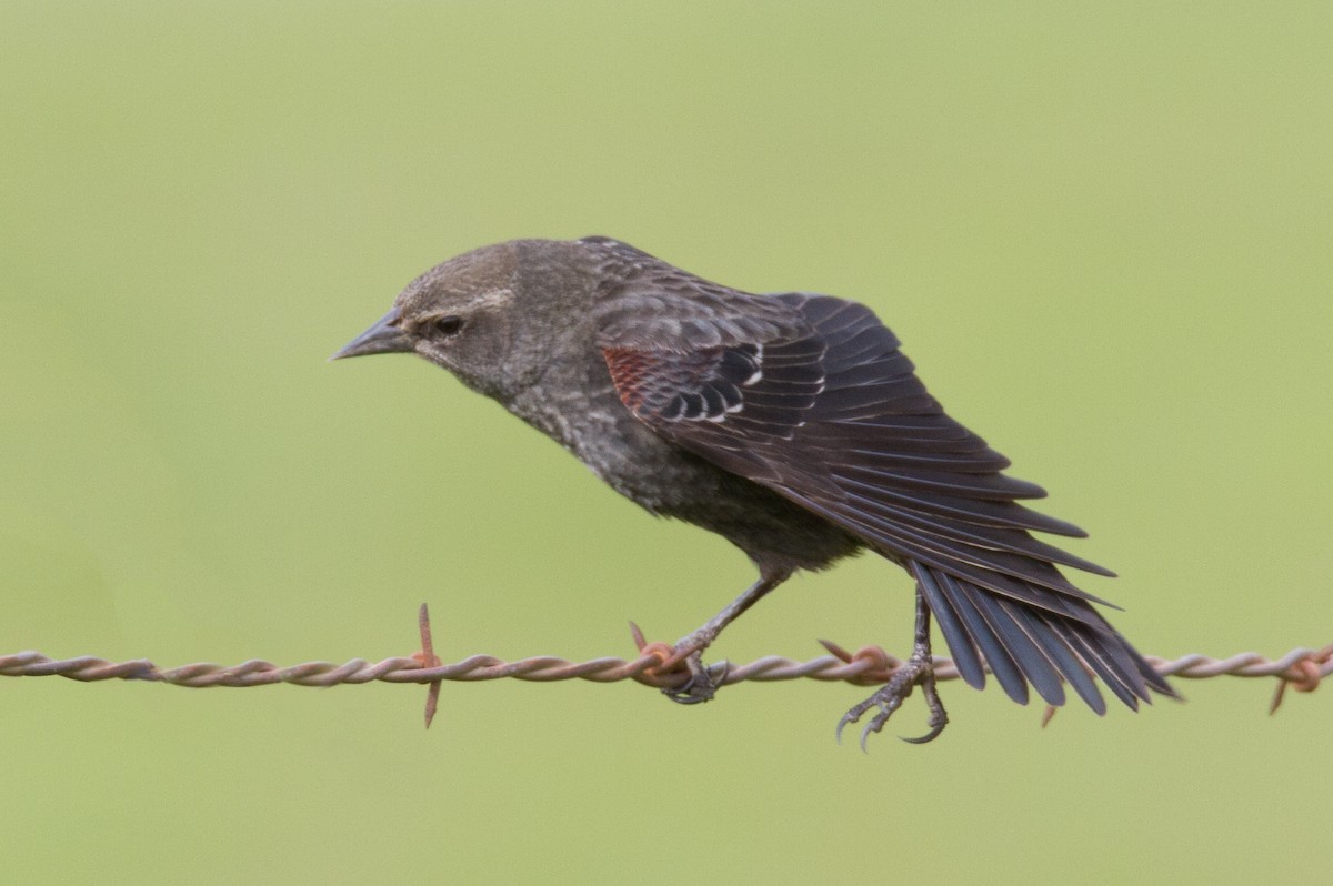 Tricolored Blackbird - Robert Lewis