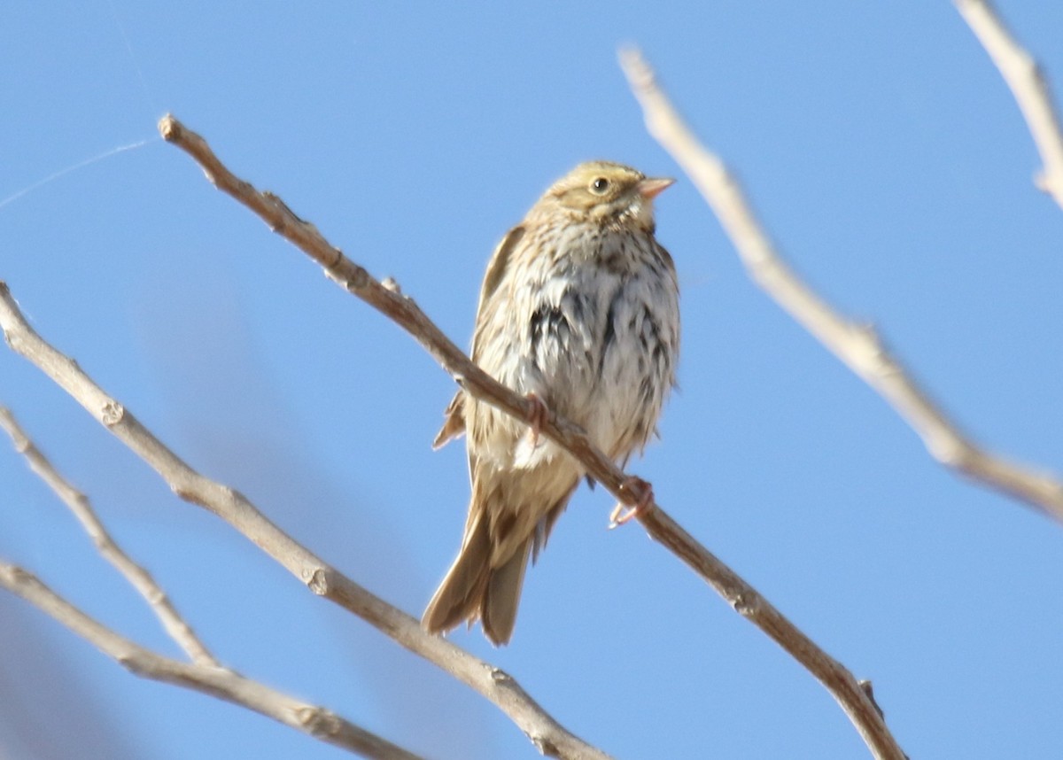 Savannah Sparrow - ML298676261