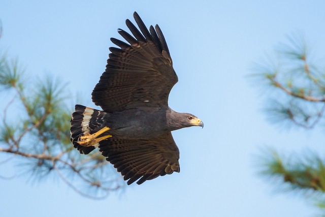 Possible confusion species: adult Solitary Eagle (<em class="SciName notranslate">Buteogallus solitarius</em>) in flight. - Solitary Eagle - 