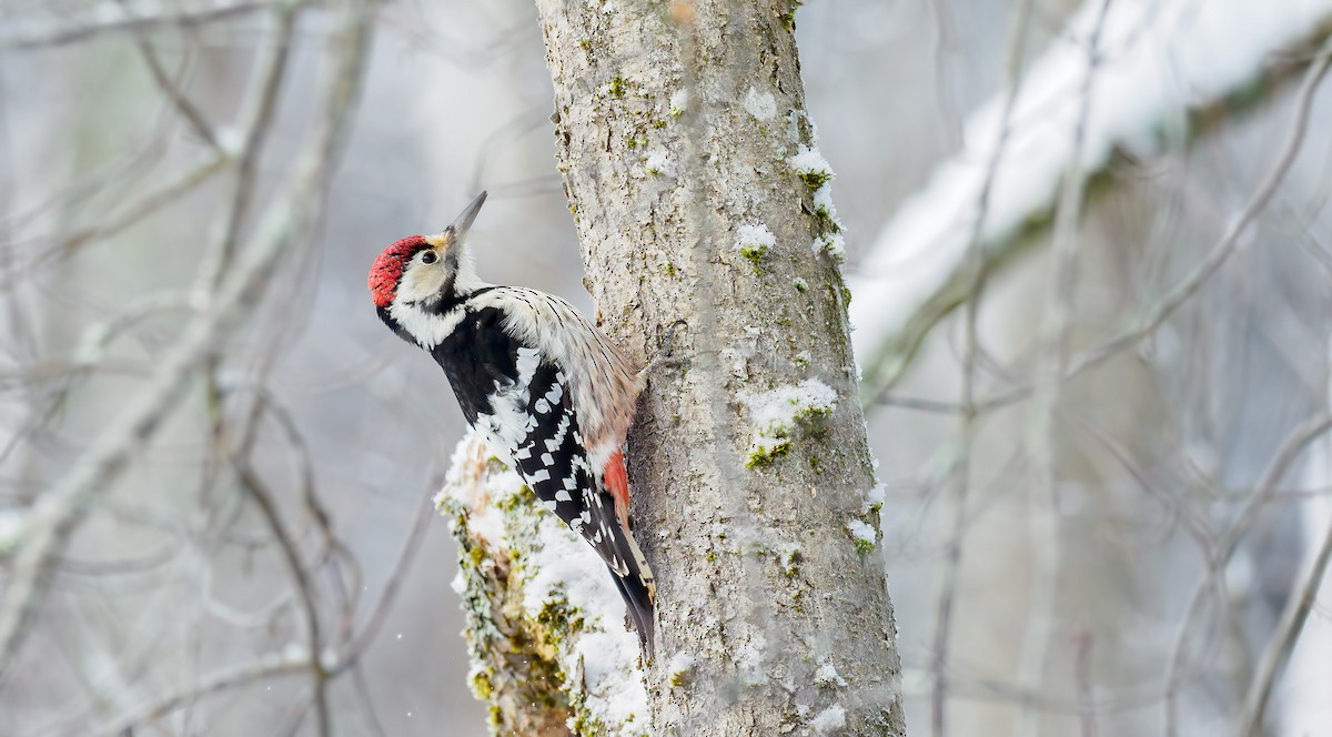 White-backed Woodpecker - ML298683061