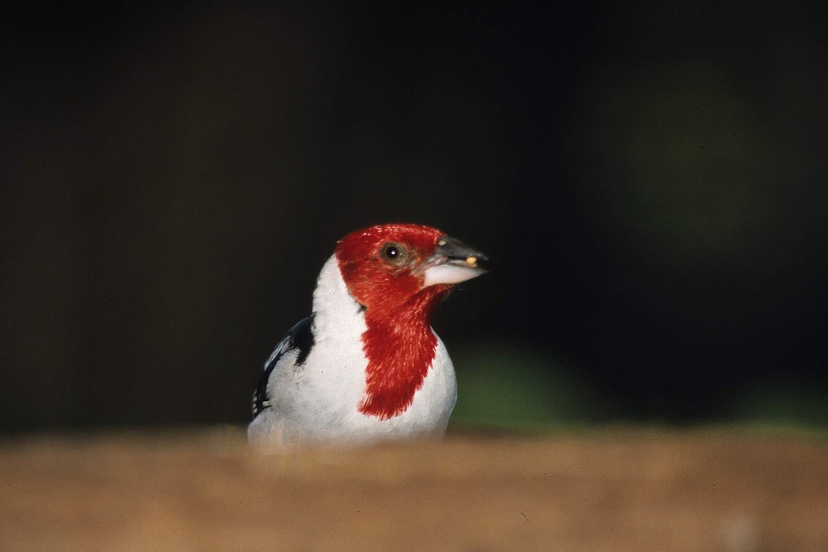 Red-crested Cardinal - ML298684501