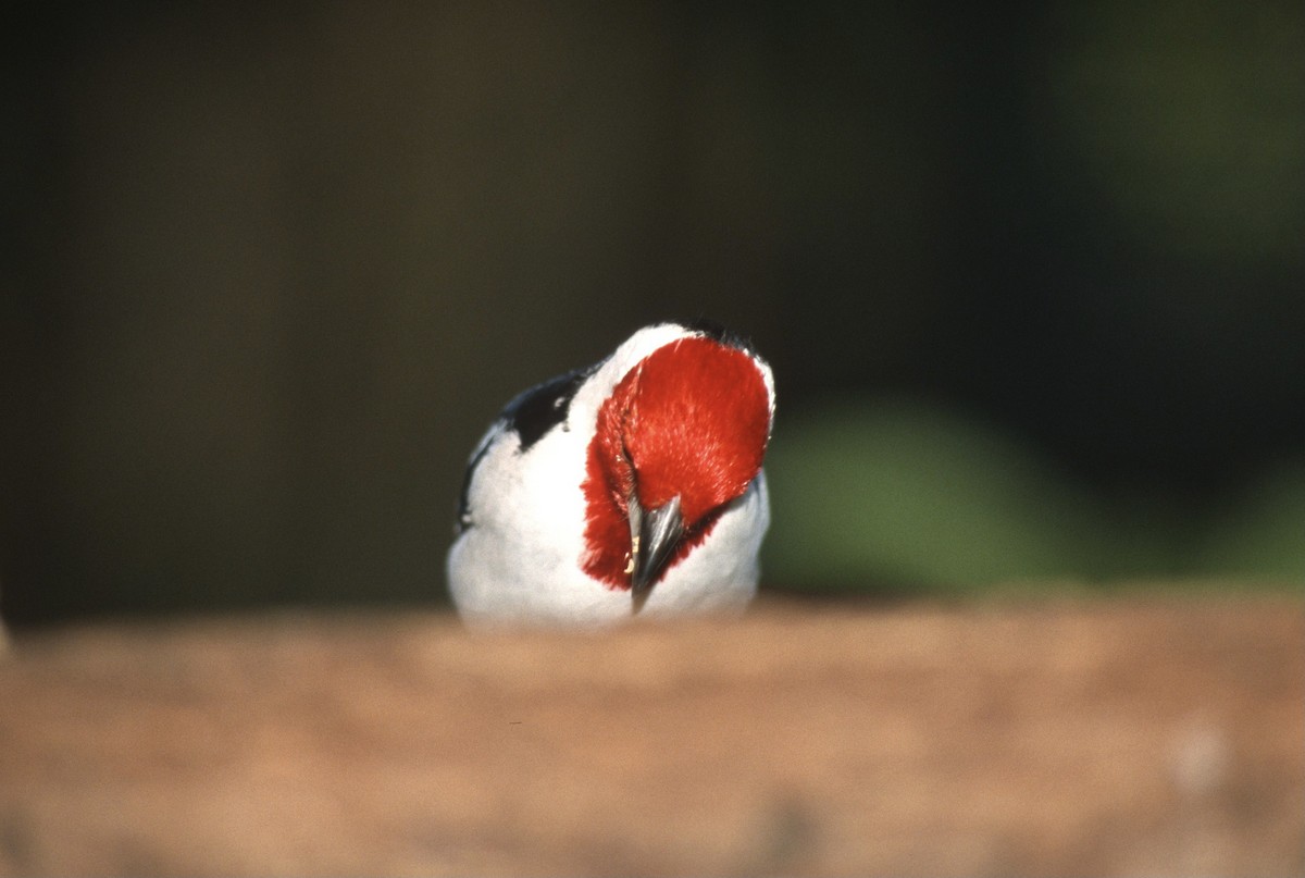 Red-crested Cardinal - ML298684521