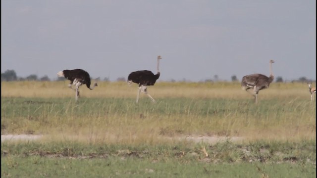 Common Ostrich - ML298686601