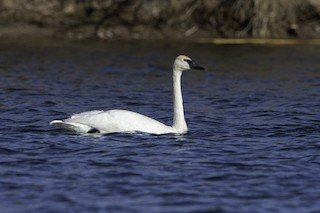 Trumpeter Swan, ML298689791