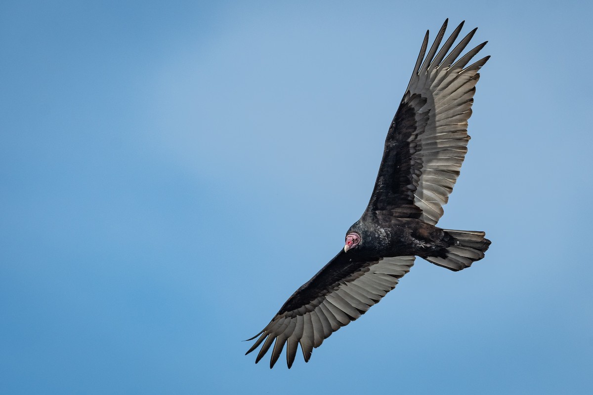 Turkey Vulture - ML298693691