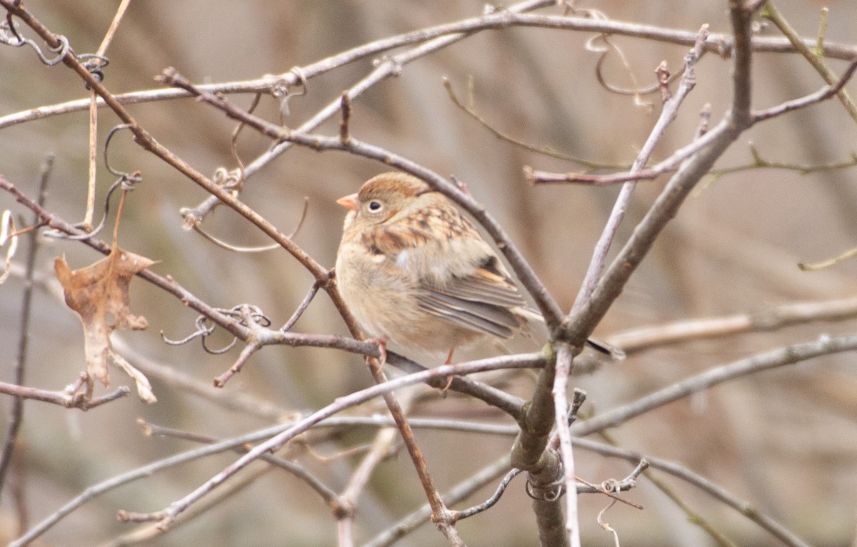 Field Sparrow - Kori Sedmak