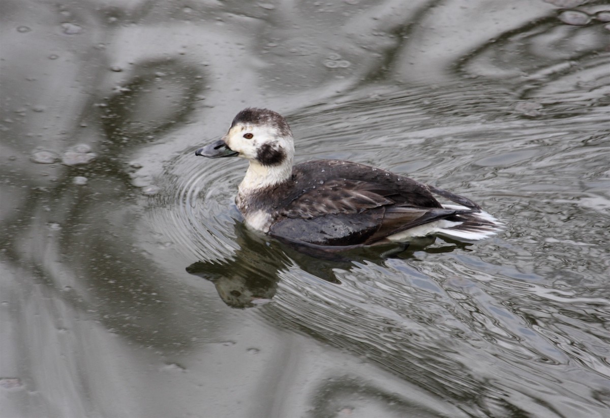 Long-tailed Duck - Karl Overman