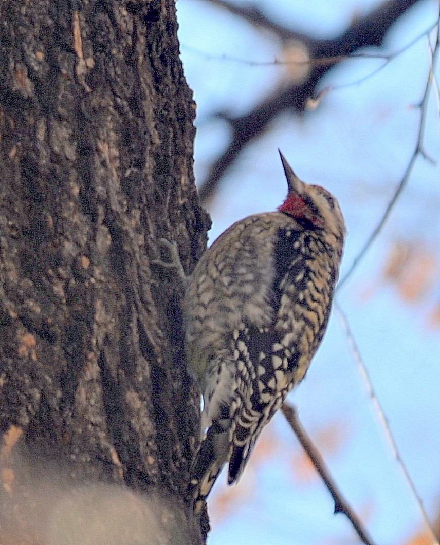 New York Breeding Bird Atlas Checklist 17 Jan 2021 Carl Schurz Park 17 Species