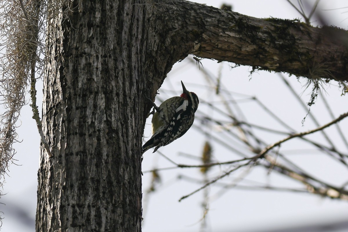 Yellow-bellied Sapsucker - Mike Charest