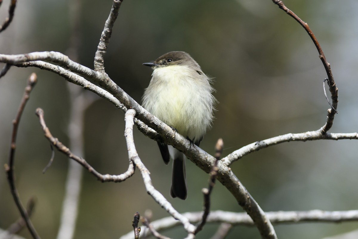 Eastern Phoebe - Mike Charest