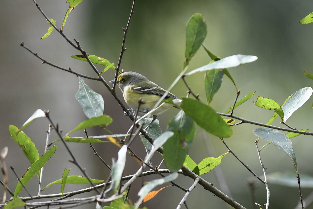 White-eyed Vireo - Mike Charest