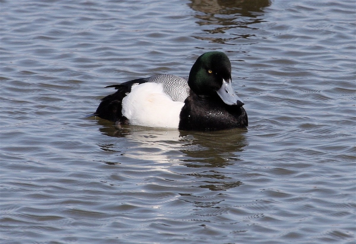Greater Scaup - ML29870021