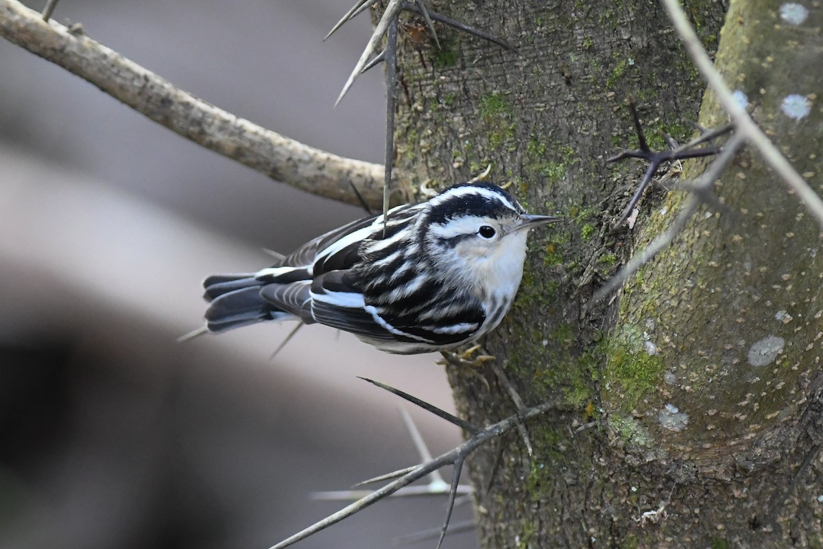 Black-and-white Warbler - ML298700291